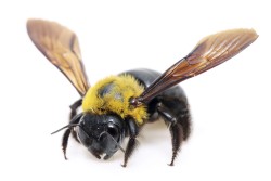 Do-carpenter-bees-sting-Male-vs-Female-carpenter-bee[1]